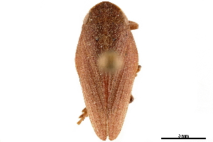 (Poophilus grisescens - CCDB-32968-E09)  @11 [ ] CreativeCommons - Attribution (2019) Smithsonian Institution Smithsonian Institution