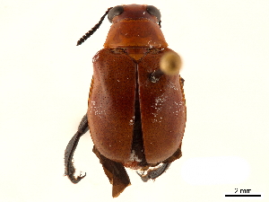  (Megalopodinae - CCDB-32969-D11)  @11 [ ] CreativeCommons - Attribution (2019) Smithsonian Institution Smithsonian Institution