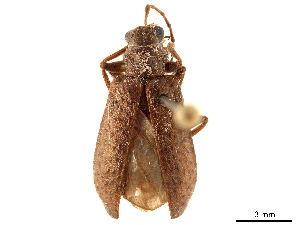  (Kumbornia tuberculata - CCDB-32970-A03)  @11 [ ] CreativeCommons - Attribution (2019) Smithsonian Institution Smithsonian Institution