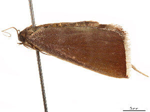 (Pionidia albicilia - CCDB-32971-F09)  @11 [ ] CreativeCommons - Attribution (2019) Smithsonian Institution Smithsonian Institution