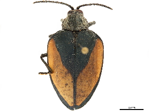  (Pseudocalaspidea cassidea - CCDB-32972-B11)  @11 [ ] CreativeCommons - Attribution (2019) Smithsonian Institution Smithsonian Institution
