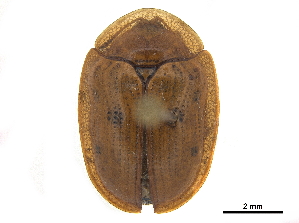  ( - CCDB-32972-F02)  @11 [ ] CreativeCommons - Attribution (2019) Smithsonian Institution Smithsonian Institution