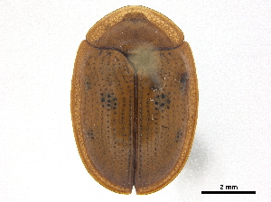  ( - CCDB-32972-F03)  @11 [ ] CreativeCommons - Attribution (2019) Smithsonian Institution Smithsonian Institution
