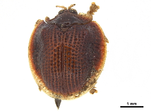  (Spaethiella circumdata - CCDB-32972-G12)  @11 [ ] CreativeCommons - Attribution (2019) Smithsonian Institution Smithsonian Institution
