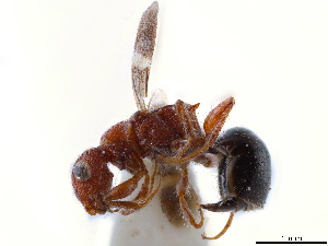  (Mesitinae - CCDB-34061-A10)  @11 [ ] CreativeCommons - Attribution (2019) Smithsonian Institution Smithsonian Institution