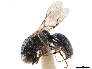  (Anachrysis paradoxa - CCDB-34061-B12)  @11 [ ] CreativeCommons - Attribution (2019) Smithsonian Institution Smithsonian Institution