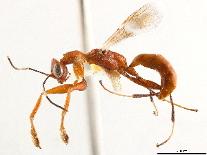  (Dryinus alatus - CCDB-34061-E07)  @11 [ ] CreativeCommons - Attribution (2019) Smithsonian Institution Smithsonian Institution