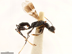  (Dryinus stantoni - CCDB-34061-E09)  @11 [ ] CreativeCommons - Attribution (2019) Smithsonian Institution Smithsonian Institution