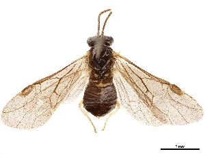  (Rocalia japonica - CCDB-34061-F11)  @11 [ ] CreativeCommons - Attribution (2019) Smithsonian Institution Smithsonian Institution
