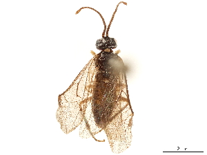  (Rocalia longipennis - CCDB-34061-F12)  @11 [ ] CreativeCommons - Attribution (2019) Smithsonian Institution Smithsonian Institution