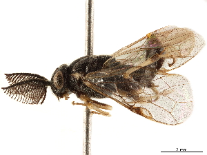  (Nesodiprion japonicus - CCDB-34062-A02)  @11 [ ] CreativeCommons - Attribution (2019) Smithsonian Institution Smithsonian Institution
