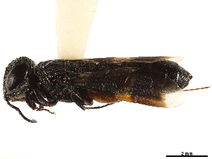  (Ophrynopus fulvostigma - CCDB-34062-A07)  @11 [ ] CreativeCommons - Attribution (2019) Smithsonian Institution Smithsonian Institution