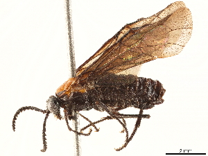  (Perreyiella godmani - CCDB-34062-C04)  @11 [ ] CreativeCommons - Attribution (2019) Smithsonian Institution Smithsonian Institution