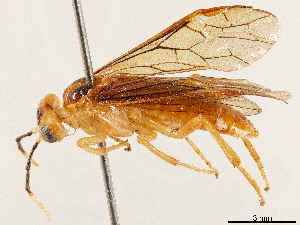 (Neacidiophora bellicornis - CCDB-34062-G04)  @11 [ ] CreativeCommons - Attribution (2019) Smithsonian Institution Smithsonian Institution