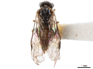  ( - CCDB-34063-E02)  @11 [ ] CreativeCommons - Attribution (2019) Smithsonian Institution Smithsonian Institution