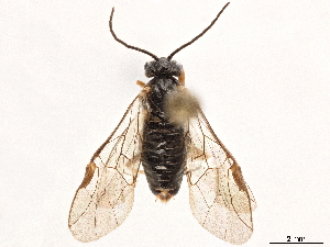  (Pristiphora appalachiana - CCDB-34063-F01)  @11 [ ] CreativeCommons - Attribution (2019) Smithsonian Institution Smithsonian Institution