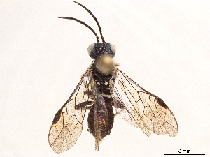  (Bocerus phaleratus - CCDB-34063-G03)  @11 [ ] CreativeCommons - Attribution (2019) Smithsonian Institution Smithsonian Institution