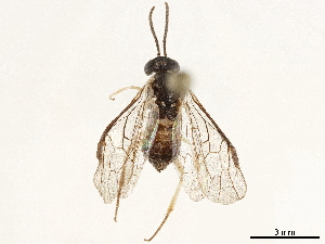  (Pseudohemitaxonus - CCDB-34063-H11)  @11 [ ] CreativeCommons - Attribution (2019) Smithsonian Institution Smithsonian Institution