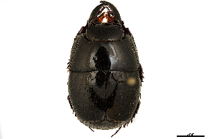  (Pactolinus sp - CCDB-34064-A01)  @11 [ ] CreativeCommons - Attribution (2019) Smithsonian Institution Smithsonian Institution