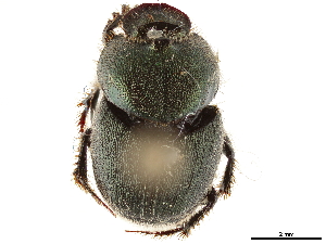  ( - CCDB-34064-A07)  @11 [ ] CreativeCommons - Attribution (2019) Smithsonian Institution Smithsonian Institution