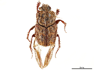  (Drepanocerus kirbyi - CCDB-34064-B07)  @11 [ ] CreativeCommons - Attribution (2019) Smithsonian Institution Smithsonian Institution
