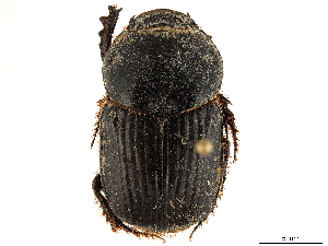 (Onitis inversidens - CCDB-34064-C06)  @11 [ ] CreativeCommons - Attribution (2019) Smithsonian Institution Smithsonian Institution