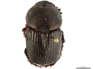  (Onitis keniensis - CCDB-34064-C08)  @11 [ ] CreativeCommons - Attribution (2019) Smithsonian Institution Smithsonian Institution