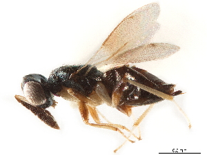  (Dahlbominus fuscipennis - CCDB-34065-E10)  @11 [ ] CreativeCommons - Attribution (2019) Smithsonian Institution Smithsonian Institution