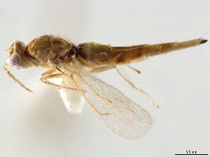  (Chrysonotomyia maculata - CCDB-34065-G02)  @11 [ ] CreativeCommons - Attribution (2019) Smithsonian Institution Smithsonian Institution