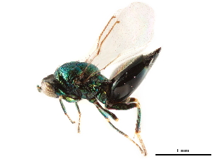  (Paracrias arizonensis - CCDB-34065-G08)  @11 [ ] CreativeCommons - Attribution (2019) Smithsonian Institution Smithsonian Institution