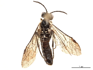  (Stromboceridea albilabris - CCDB-34066-A06)  @11 [ ] CreativeCommons - Attribution (2019) Smithsonian Institution Smithsonian Institution