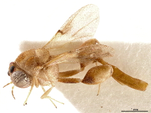  (Smicromorpha doddi - CCDB-34066-E08)  @11 [ ] CreativeCommons - Attribution (2019) Smithsonian Institution Smithsonian Institution