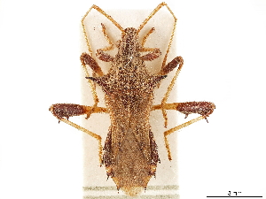  (Clavigralloides - CCDB-34067-B03)  @11 [ ] CreativeCommons - Attribution (2019) Smithsonian Institution Smithsonian Institution