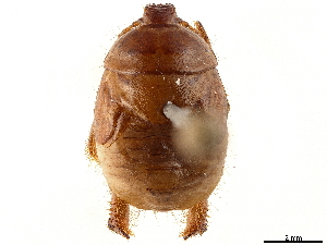  (Cephalocteninae - CCDB-34067-B08)  @11 [ ] No Rights Reserved (2019) Smithsonian Institution Smithsonian Institution