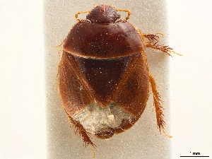 (Amaurocorinae - CCDB-34067-C03)  @11 [ ] CreativeCommons - Attribution (2019) Smithsonian Institution Smithsonian Institution