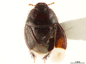  (Rhytidoporus compactus - CCDB-34067-D09)  @11 [ ] CreativeCommons - Attribution (2019) Smithsonian Institution Smithsonian Institution