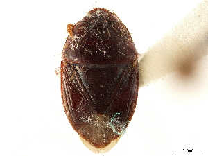  (Rhytidoporus indentatus - CCDB-34067-D10)  @11 [ ] CreativeCommons - Attribution (2019) Smithsonian Institution Smithsonian Institution