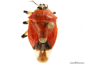  (Coryzorhaphis cruciata - CCDB-34067-F10)  @11 [ ] CreativeCommons - Attribution (2019) Smithsonian Institution Smithsonian Institution