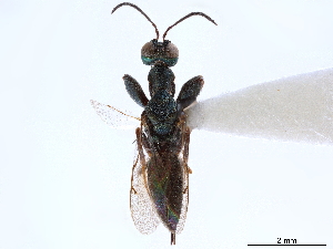  (Ooderidae - CCDB-34068-B03)  @11 [ ] CreativeCommons - Attribution (2019) Smithsonian Institution Smithsonian Institution
