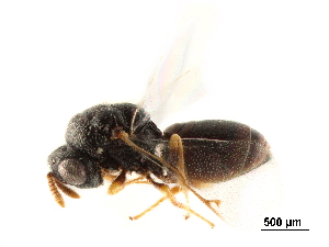  (Rileyinae - CCDB-34069-A04)  @11 [ ] CreativeCommons - Attribution (2019) Smithsonian Institution Smithsonian Institution