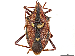  (Poecilometis armatus - CCDB-34070-B11)  @11 [ ] CreativeCommons - Attribution (2019) Smithsonian Institution Smithsonian Institution
