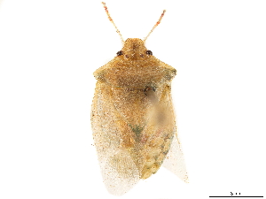  (Cyptocephala pallida - CCDB-34070-F08)  @11 [ ] No Rights Reserved (2019) Smithsonian Institution Smithsonian Institution