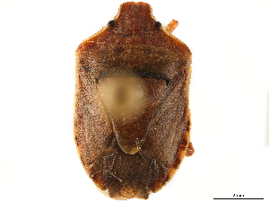  (Dictyotus caenosus - CCDB-34070-G01)  @11 [ ] No Rights Reserved (2019) Smithsonian Institution Smithsonian Institution