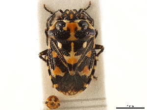  (Stenozygum coloratum - CCDB-34071-A05)  @11 [ ] No Rights Reserved (2019) Smithsonian Institution Smithsonian Institution