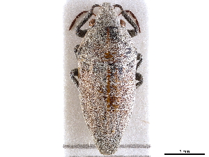  (Alphocoris larinoides - CCDB-34071-D01)  @11 [ ] CreativeCommons - Attribution (2019) Smithsonian Institution Smithsonian Institution