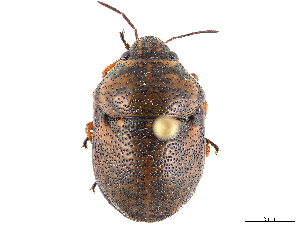  (Orsilochides guttata - CCDB-34071-E09)  @11 [ ] CreativeCommons - Attribution (2019) Smithsonian Institution Smithsonian Institution