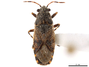  (Heterogaster behrensii - CCDB-34071-F08)  @11 [ ] CreativeCommons - Attribution (2019) Smithsonian Institution Smithsonian Institution