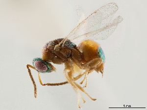  (Physothorax bidentulus - CCDB-34072-F01)  @11 [ ] CreativeCommons - Attribution (2019) Smithsonian Institution Smithsonian Institution