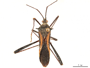  (Cleotopetalops bicolor - CCDB-34073-A06)  @11 [ ] CreativeCommons - Attribution (2019) Smithsonian Institution Smithsonian Institution