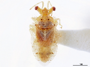  (Epipolops frondosus - CCDB-34074-D08)  @11 [ ] CreativeCommons - Attribution (2019) Smithsonian Institution Smithsonian Institution